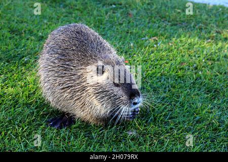 Nutria con pelliccia nera lunga, una lontra siede sul verde erba vicino al fiume, primo piano. Acqua ratto, muskrat siede in un parco, foresta, fattoria. Foto Stock