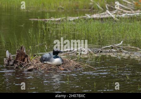 Loon nidificante a Jordan Pond Foto Stock