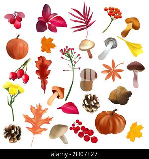 Foglie autunnali di diversi tipi di alberi, bacche, acorno, funghi, zucca e altri elementi. Collezione botanica. Icone vettoriali realistiche per il tuo progetto. . Illustrazione vettoriale Illustrazione Vettoriale