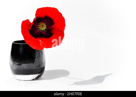 Papavero rosso (papaver somniferum) fiore in piedi in un vaso di vetro nero impostato su uno sfondo bianco con spazio copia Foto Stock