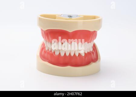 Bella mascella artificiale con denti bianchi pari primo piano Foto Stock