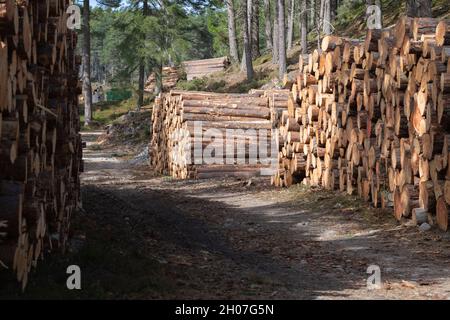 Pile di tronchi di pino scozzese (Pinus Sylvestris) impilate pronte per il trasporto in una foresta nella tenuta di Invercauld nelle Highlands scozzesi Foto Stock