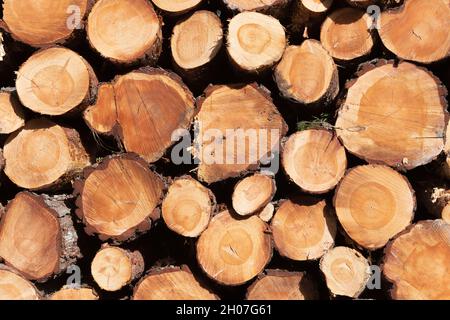 Una pila di tronchi di Pino Scozzesi (Pinus Sylvestris) che mostrano il legno in sezione trasversale Foto Stock