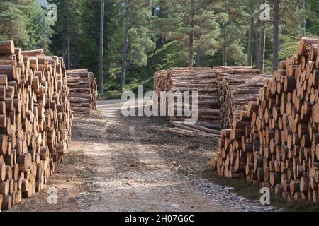 Tronchi di pino scozzese (Pinus Sylvestris) impilati a lato di una pista forestale nelle Highlands della Scozia Foto Stock