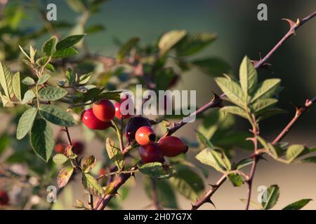 Il frutto rosso e le spine curve del cane-Rosa (Rosa Canina), noto come anche di rosa o Rose Haws, trovato in un hedgerow in autunno Foto Stock