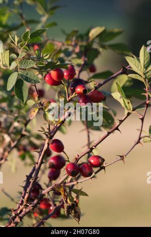 Rosee, i frutti rossi del cane-rosa dei fiori selvatici (Rosa Canina) che crescono in un hedgerow in campagna Foto Stock