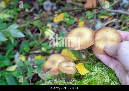 Raccolta stagionale di funghi commestibili nella foresta. Una mano dell'uomo raccoglie i funghi (miele agarico) dal suolo. Spazio di copia.