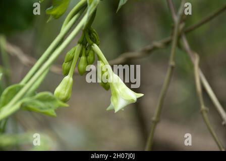 Cibo biologico fiore di Loroco. Guatemala. Fernaldia pandurata. Foto Stock