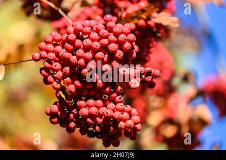 Colori autunnali. Grappoli di bacche rowan mature su uno sfondo di cielo blu. Foto Stock