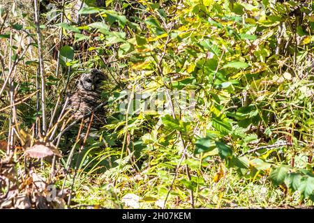 Un gufo Barred osserva attentamente un predatore Foto Stock