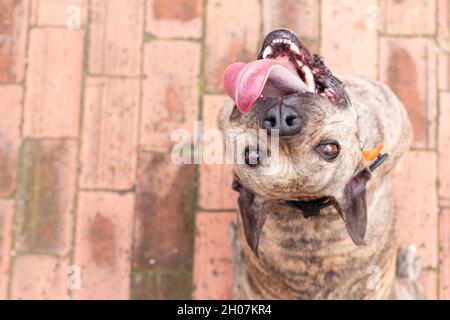 Adorabile pitbull occhio luminoso guardando nella fotocamera mentre sorridendo e attaccando la lingua. Cane o animale domestico seduto guardando indietro. Angolo dall'alto Foto Stock