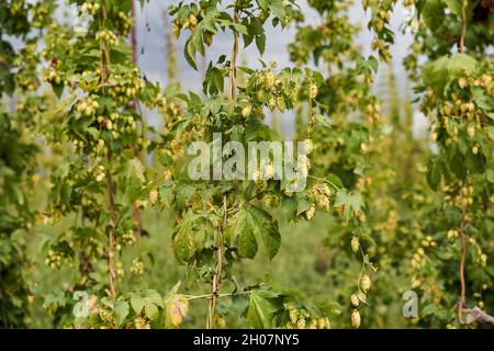 Piantagione di coni di luppolo in campagna, agricoltura biologica Foto Stock