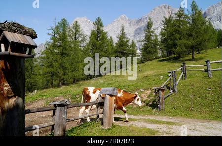 Una vacca che torna all'azienda lattiero-casearia delle Alpi austriache della regione di Dachstein (Austria) Foto Stock