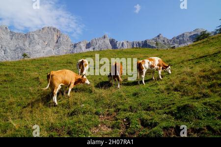 Mucche al pascolo sui prati verdi delle Alpi austriache della regione di Dachstein (Austria) Foto Stock
