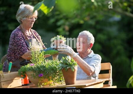 Senior coppia di piantine in giardino in primavera Foto Stock