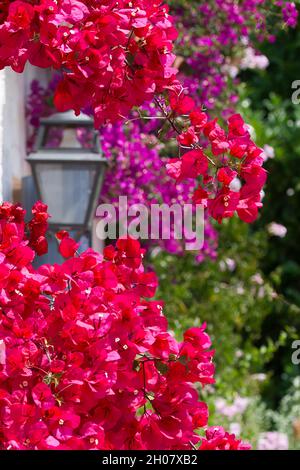 Bougainvillea rossa in fiore, lanterna, bougainvillea viola contro un muro sulla Riviera francese. Foto Stock