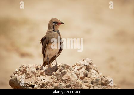 Pratincole - Glareola Pratincola seduta sulla pietra in savana secca in Kenya Africa, conosciuta anche come Pratincole comune o pratinco alare rosso Foto Stock