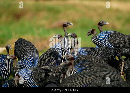 Vulturine guineafowl - Acryllium vulturinum la più grande specie di guineafowl. Grande uccello gregarioso terra con polumaggio blu nella savana di Ken Foto Stock