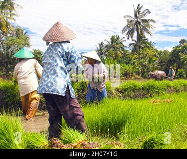 Donne che indossano cappelli di paglia conici asiatici in una risaia piantando riso in acqua fangosa, vicino a Bukittinggi, Sumatra occidentale, Indonesia. Foto Stock