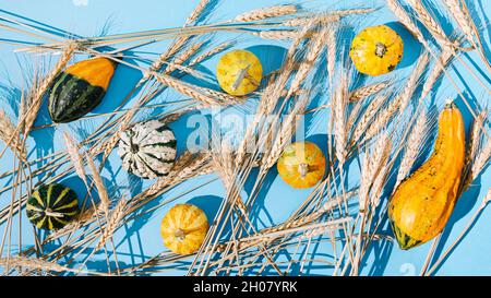 Composizione del modello autunnale con zucche, zucche e erba secca di grano su sfondo blu brillante. Composizione autunnale creativa. Minima tex di cibo vegetale Foto Stock