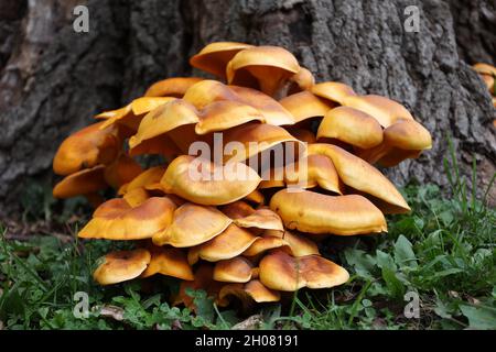 Jack o Lanterna funghi Foto Stock