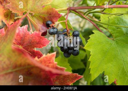 Uve Vitis Brent nere mature sulla vite. Foto Stock