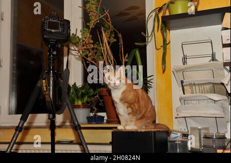 Haus Kater Yujing allen zu hause, Hannover. Foto Stock