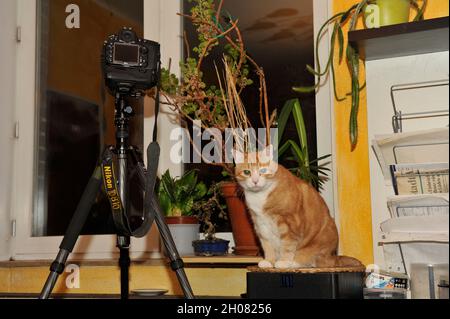 Haus Kater Yujing allen zu hause, Hannover. Foto Stock