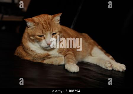 Haus Kater Yujing allen zu hause, Hannover. Foto Stock