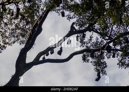 Pipistrelli di frutta volanti nei Giardini Botanici reali vicino a Kandy, Sri Lanka Foto Stock