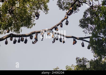 Pipistrelli di frutta volanti nei Giardini Botanici reali vicino a Kandy, Sri Lanka Foto Stock