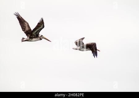 Pellicani nel Parco Nazionale di Machalilla, Ecuador Foto Stock