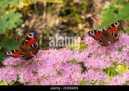 Bellissimo closeup orizzontale di due farfalle Peacock in piedi su un fiore rosa in natura Foto Stock