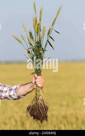 Primo piano della mano del coltivatore che tiene i gambi di orzo con le radici in campo all'inizio dell'estate Foto Stock