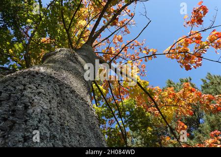 Spitzahorn (Acer platanoides), auch Spitzblättriger Ahorn - Baum in Herbstfärbung Foto Stock