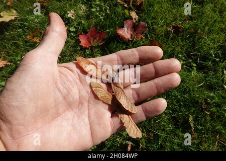 Spitzahorn (Acer platanoides), auch Spitzblättriger Ahorn - zwei Früchte auf einer hand Foto Stock