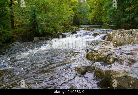 L'acqua bianca si innaffia sulla cascata e si dirige verso il ponte pont-y-Pair sull'Afon Llugwy, Betws-y-coed, Snowdonia National Park, Galles Foto Stock