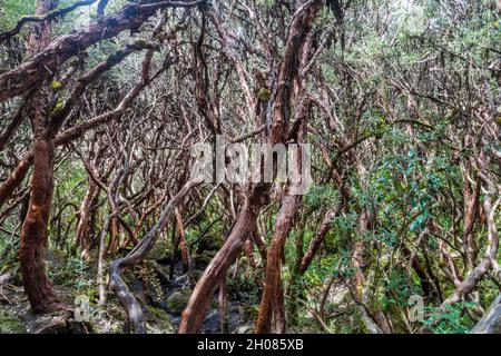 Foresta di alberi di polilepi nel Parco Nazionale Cajas, Ecuador Foto Stock