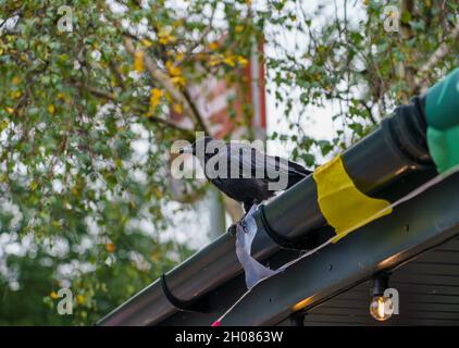 Primo piano di un corvo comune (Corvus Corax) arroccato su grondaie con bandiere multicolore bagnate Foto Stock