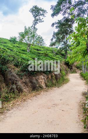 Piantagioni di tè vicino Ella, Sri Lanka Foto Stock