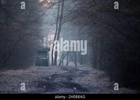 Paesaggio invernale di torre di guardia in foresta con rugiada su erba al mattino Foto Stock