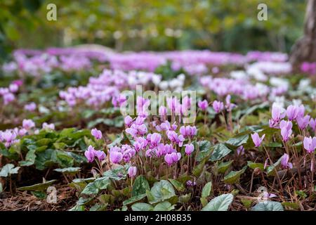 Grumi di fiori di ciclamino rosa che crescono sotto un albero, fotografati nel giardino RHS a Wisley, vicino a Woking, Surrey UK. Foto Stock