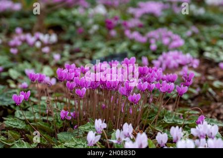 Grumi di fiori di ciclamino rosa che crescono sotto un albero, fotografati nel giardino RHS a Wisley, vicino a Woking, Surrey UK. Foto Stock