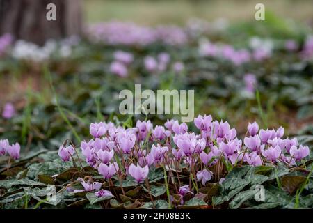 Grumi di fiori di ciclamino rosa che crescono sotto un albero, fotografati nel giardino RHS a Wisley, vicino a Woking, Surrey UK. Foto Stock