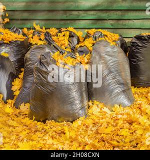 Grandi sacchetti di plastica con le foglie d'autunno raccolte, pulizia della strada in caduta foglie. Lavori stagionali Foto Stock