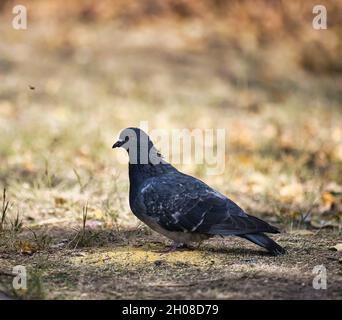 il piccione nero si siede a terra vicino ad un mucchio di miglio Foto Stock