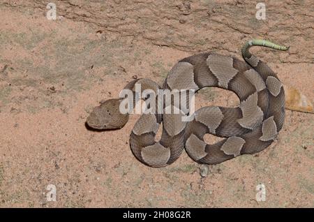 Copperhead a banda larga, Agkistrodon laticinctus Foto Stock