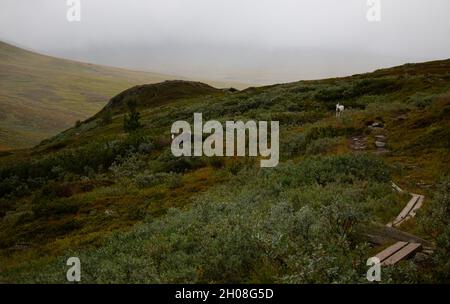 Renne sul sentiero Kungsleden tra Hemavan e Viterskalet, agosto 2021 Foto Stock