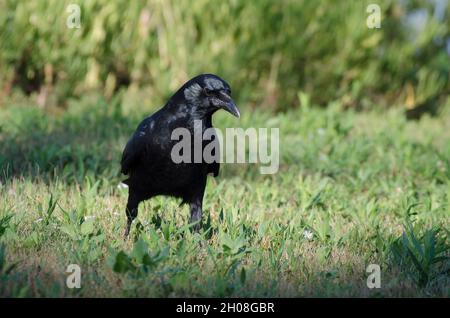 American Crow, Corvus brachyrhynchos Foto Stock