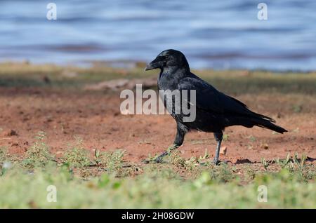 American Crow, Corvus brachyrhynchos Foto Stock